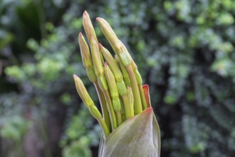 Brunsvigia josephinae, buds, North Rhine-Westphalia, Germany