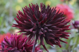 Dahlia, dark red, Münsterland, North Rhine-Westphalia, Germany