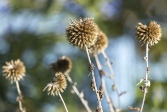 Faded globe thistles (Echinops) in autumn, Münsterland, North Rhine-Westphalia, Germany