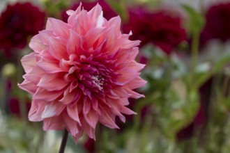 Dahlia (Dahlia), Münsterland, North Rhine-Westphalia, Germany