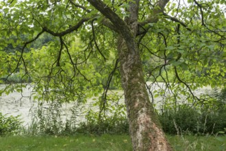 Northern catalpa (Catalpa speciosa), North Rhine-Westphalia, Germany
