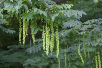 Caucasian wingnut (Pterocarya fraxinifolia), inflorescences, Münsterland, North Rhine-Westphalia,
