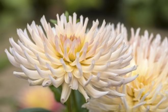 Dahlia (Dahlia), Münsterland, North Rhine-Westphalia, Germany