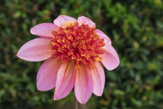 Anemone Dahlia Polka, Münsterland, North Rhine-Westphalia, Germany