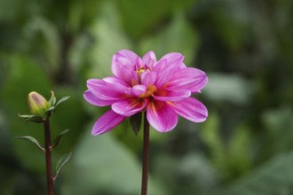 Dahlia (Dahlia), Münsterland, North Rhine-Westphalia, Germany