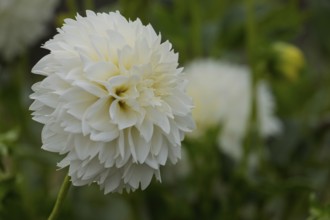 Dahlia (Dahlia), Münsterland, North Rhine-Westphalia, Germany