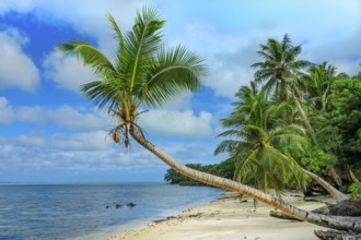 Lonely unspoilt palm beach in the South Seas South Sea dream beach with coconut palms (Cocos