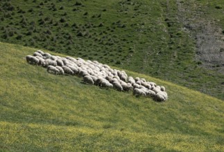 Flock of sheep grazing on hillside in Tuscany, Toscana, Tuscany, Italy