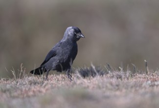 Jackdaw (Corvus monedula) running over grass, Texel, North Holland, Netherlands