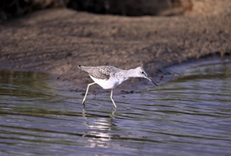 Greenshank (Tringa nebularia) searching for food in the water, Texel, North Holland, Netherlands