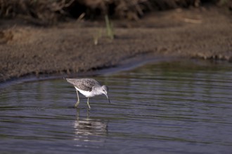 Greenshank (Tringa nebularia) searching for food in the water, Texel, North Holland, Netherlands
