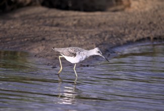 Greenshank (Tringa nebularia) searching for food in the water, Texel, North Holland, Netherlands