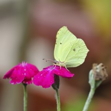 Lemon butterfly (Gonepteryx rhamny) on crown campion (Lychnis coronaria), in a nature garden,