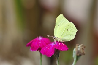 Lemon butterfly (Gonepteryx rhamny) on crown campion (Lychnis coronaria), in a nature garden,