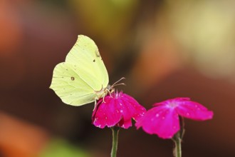 Lemon butterfly (Gonepteryx rhamny) on crown campion (Lychnis coronaria), in a nature garden,