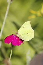 Lemon butterfly (Gonepteryx rhamny) on crown campion (Lychnis coronaria), in a nature garden,