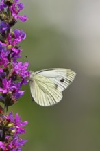 A Cabbage butterfly (Pieris brassicae) sucking nectar on the flower of the purple loosestrife