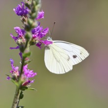 A Cabbage butterfly (Pieris brassicae) sucking nectar on the flower of the purple loosestrife