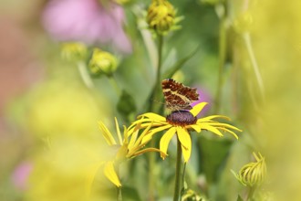 Land carat (Araschnia levana), butterfly, on a yellow coneflower (Echinacea paradoxa), macro