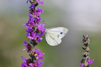 A Cabbage butterfly (Pieris brassicae) sucking nectar on the flower of the purple loosestrife