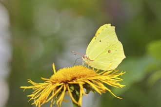 Lemon butterfly (Gonepteryx rhamny) on a yellow flower of a Great Telekie (Telekia speciosa),