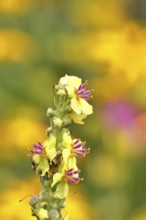 Dark mullein (Verbascum nigrum), flowers, inflorescence, in a natural garden, close-up, Wilnsdorf,