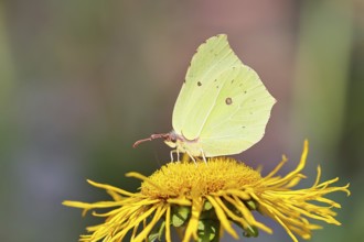 Lemon butterfly (Gonepteryx rhamny) on a yellow flower of a Great Telekie (Telekia speciosa),