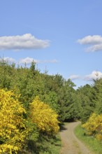 Forest path with yellow flowering broom, common broom (Cytisus scoparius), at the wayside and blue