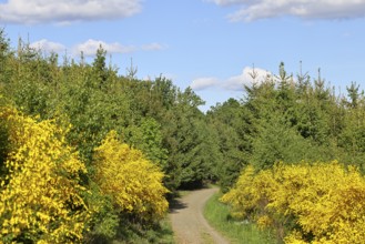 Forest path with yellow flowering broom, common broom (Cytisus scoparius), at the wayside and blue