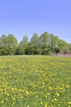 Spring meadow, with flowering dandelion (Taraxacum officinale), forest, blue sky, Wilnsdorf, North