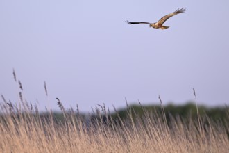 Male marsh harrier (Circus aeruginosus) flying over reeds, Texel, North Holland, Netherlands