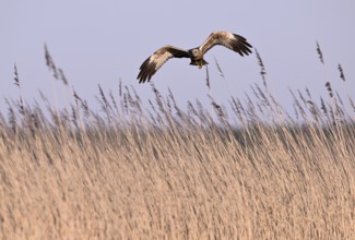 Male marsh harrier (Circus aeruginosus) flying over reeds, Texel, North Holland, Netherlands