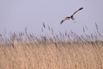 Male marsh harrier (Circus aeruginosus) flying over reeds, Texel, North Holland, Netherlands