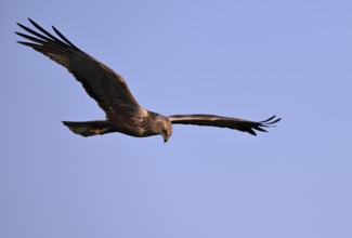 Marsh harrier (Circus aeruginosus), Texel, North Holland, Netherlands