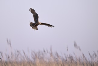 Calling female marsh harrier (Circus aeruginosus) in flight over reeds, Texel, North Holland,