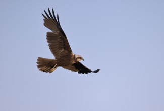 Marsh harrier (Circus aeruginosus), Texel, North Holland, Netherlands