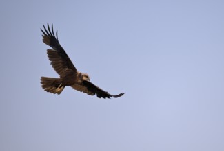 Marsh harrier (Circus aeruginosus), Texel, North Holland, Netherlands