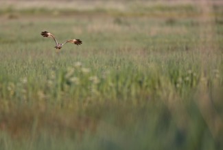 Flying male marsh harrier (Circus aeruginosus) over grassland, Texel, North Holland, Netherlands