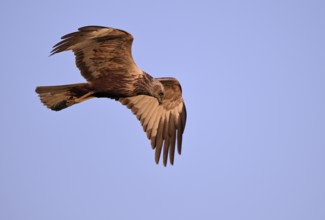 Flying male marsh harrier (Circus aeruginosus), Texel, North Holland, Netherlands