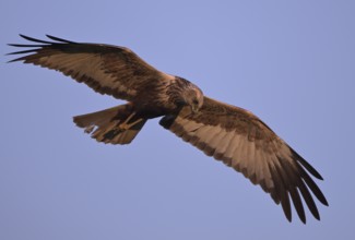 Flying male marsh harrier (Circus aeruginosus), Texel, North Holland, Netherlands