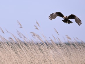 Female marsh harrier (Circus aeruginosus) flying over reeds, Texel, North Holland, Netherlands