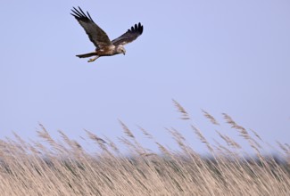 Male marsh harrier (Circus aeruginosus) flying over reeds, Texel, North Holland, Netherlands