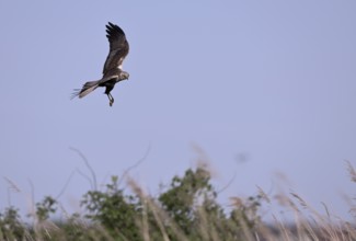 Male marsh harrier (Circus aeruginosus) flying over reeds, Texel, North Holland, Netherlands
