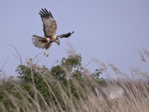 Male marsh harrier (Circus aeruginosus) flying over reeds, Texel, North Holland, Netherlands