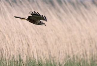 Male marsh harrier (Circus aeruginosus) in a dive, Texel, North Holland, Netherlands