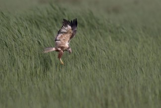 Male marsh harrier (Circus aeruginosus) in shaking flight over green reeds, Texel, North Holland,