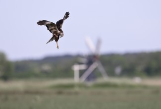 Male marsh harrier (Circus aeruginosus) in shaking flight with a small windmill in the background,