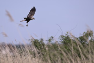 Male marsh harrier (Circus aeruginosus) flying over reeds, Texel, North Holland, Netherlands