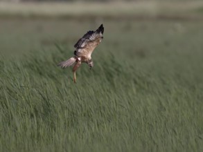 Male marsh harrier (Circus aeruginosus) in shaking flight over green reeds, Texel, North Holland,