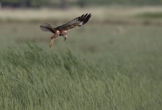 Male marsh harrier (Circus aeruginosus) in shaking flight over green reeds, Texel, North Holland,